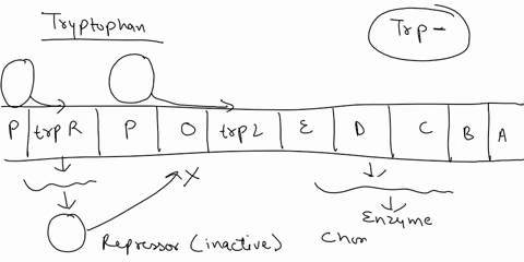 describe-how-trp-represser-and-the-mechanism-of-attenuation-modulate-expression-of-the-trp-operon-workyou-may-make-use-of-diagrams-to-explain-your-answer-71202