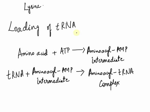 below-are-shown-two-diagrams-of-a-lysine-trna_-if-a-mutation-changed-the-anticodon-from-5-uuu-3-5-ucu-3-what-amino-acid-would-this-trna-carry-the-answer-you-select-must-include-the-correct-e-55888