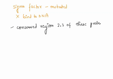what-would-be-the-consequence-of-mutating-a-sigma-factor-such-that-it-cannot-bind-dna-on-transcription-of-genes-57824