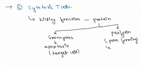 which-of-the-following-cells-produce-perforins-and-granzymes-a-memory-b-cells-b-plasma-b-cells-c-cytotoxic-t-cells-helper-t-cells-antigen-presenting-cells-65578
