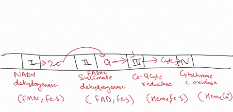 14_-nadh-molecules-from-glycolysis-must-travel-into-the-mitochondria-to-pass-their-electrons-to-the-electron-transport-chain-because-this-process-takes-some-energy-lor-every-nadh-from-glycol-93937