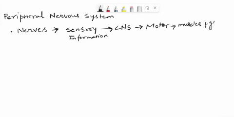 list-the-structural-components-of-the-peripheral-nervous-system-and-describe-the-function-of-each-component-85848