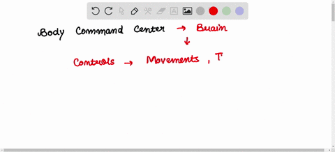 which-of-these-body-systems-is-involved-in-coordinating-and-controlling-body-movements-and-responses-59975