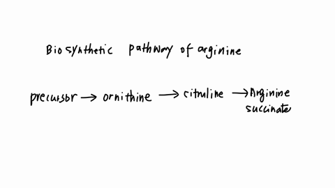 examine-table-5-1-on-page-163-section-52-in-the-subsection-biosynthetic-pathways-in-neurospora-which-compound-or-compounds-rescue-the-arg-1-mutant-select-all-correct-answers-arginine-ornithine-citruli