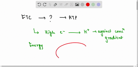 during-the-electron-transport-chain-which-process-leads-to-the-production-of-large-amounts-of-atp-a-nadh-combines-with-fadh-2-to-produce-large-amounts-of-atp-b-water-is-broken-down-into-oxyg-42271