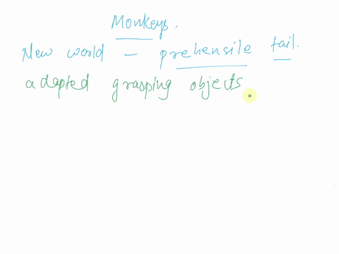 monkeys-have-a-prehensile-tail-that-allows-them-to-grab-and-hold-onto-tree-branches-75104