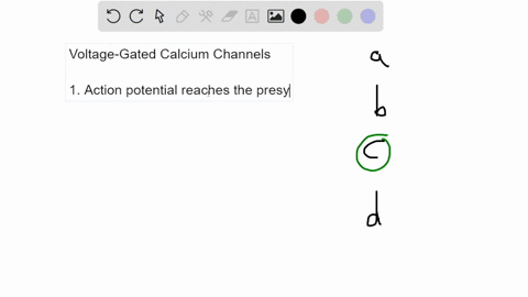 question-53-when-voltage-gated-calcium-ion-channels-open-at-the-synaptic-terminal-calcium-ions-exit-the-cell-which-repolarizes-the-membrane-and-resets-the-resting-membrane-potential-calcium-05954