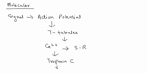 explain-molecular-mechanisms-of-skeletal-muscle-contraction-86641