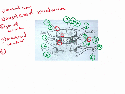 using-the-terms-below-correctly-identify-on-the-diagram-all-structures-provided-with-leader-lines-2using-the-terms-belowcorrectly-identify-on-the-diagram-all-structures-provided-with-leader-09206