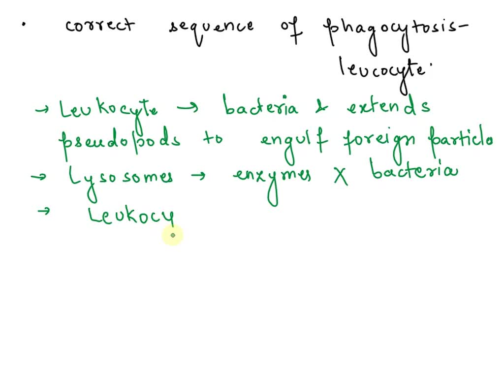 SOLVED: Steps in Phagocytosis: Match the descriptions on the right to ...