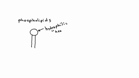 the-phosphate-heads-in-a-phospholipid-are-hydrophobic-true-or-false