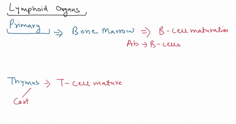 a-immunocompetent-ccmi-mature-area-where-b-cells-become-immunocompetent-area-where-t-cells-become-immunocompetent-aca-seeded-contairs-most-by-immunocompetert-and-t-cells-arca-where-mo-mununo-55737