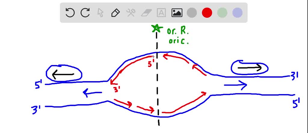 SOLVED: 6. Draw a replication bubble with both replication forks and ...