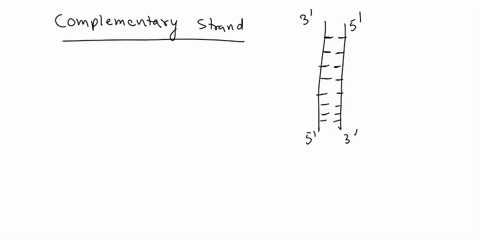 lab-report-11-molecular-genetics-dna-replication-give-the-complementary-strands-t0-each-of-the-following-strands-of-dna-remember-base-pairing-is-a-t-and-g-c-3-acctggaattcgacc-5-8-gcctactaagc-07206