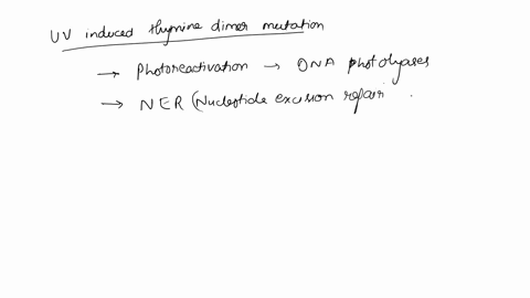 which-of-the-following-dna-repair-mechanism-can-repair-a-uv-induced-thymine-dimer-mutation-select-one-photoreactivation-repair-and-base-excision-repair-b-photoreactivation-repair-and-nucleot-43746