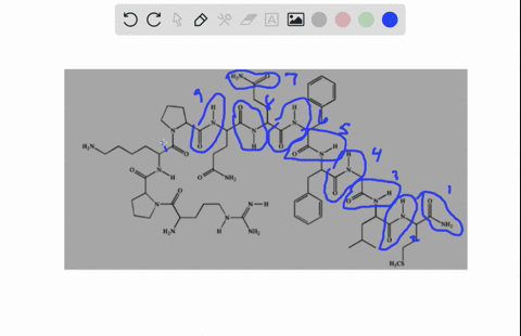 how-many-peptide-bonds-are-present-in-the-following-protein-87612