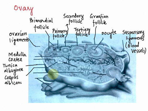 oeg-iabeled-stcluro-s-duntam-uu-or-denlify-the-labeled-structures-in-the-diagram-of-the-female-reproductive-system-ounuly-13538