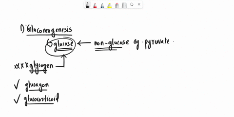 1-does-gluconeogenesis-increase-or-decrease-in-the-liver-when-stimulated-by-glucagon-2-does-gluconeogenesis-increase-or-decrease-in-muscle-cells-when-stimulated-by-glucagon3-is-pfk1-activity-50185