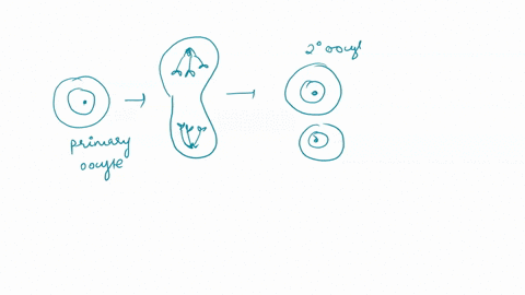 gametogenesis-in-plants-and-animals-read-the-overview-and-complete-the-activities-that-follow-specialized-plant-and-animal-cells-undergo-meiosis-produce-gametes-egg-production-via-different-31338