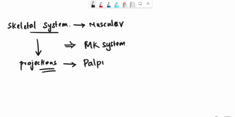 when-you-palpate-the-spine-the-dorsal-most-point-is-the-_____-71947