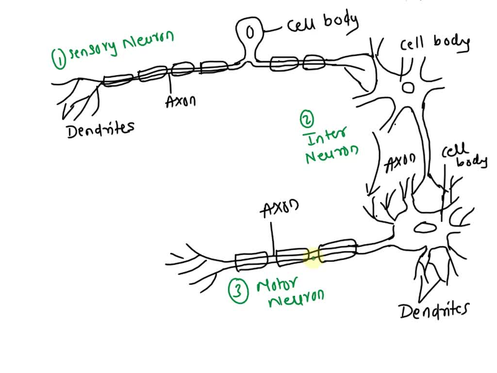 Structure of Neuron Diagram Drawing