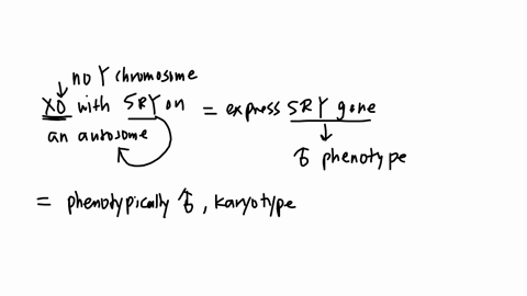 match-each-phenotype-description-to-its-corresponding-sex-chromosome-genotype-in-humans-mathrmxo-with-s-r-y-on-an-autosome-xo-xxxx-xxy-xyy-answer-bank-phenotypically-female-with-some-abnormalities-a-2