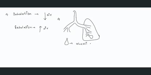 17-what-is-fine-crackling-sounds-heard-on-auscultation-during-inhalation-when-there-is-fluid-in-the-alveoli-18_-what-are-the-coarse-rumbling-sounds-resemble-snoring-and-are-usually-caused-by-15942