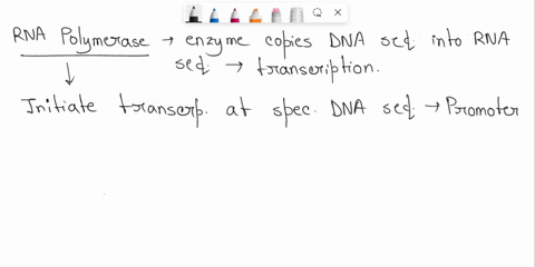 which-option-describes-the-function-of-rna-polymerase-select-one-carrying-amino-acids-to-the-transcription-site-moving-mrna-strands-into-and-out-of-the-nucleus-splitting-the-dna-double-stran-67077