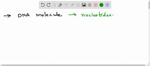 which-structural-characteristics-describe-a-dna-molecule-84193
