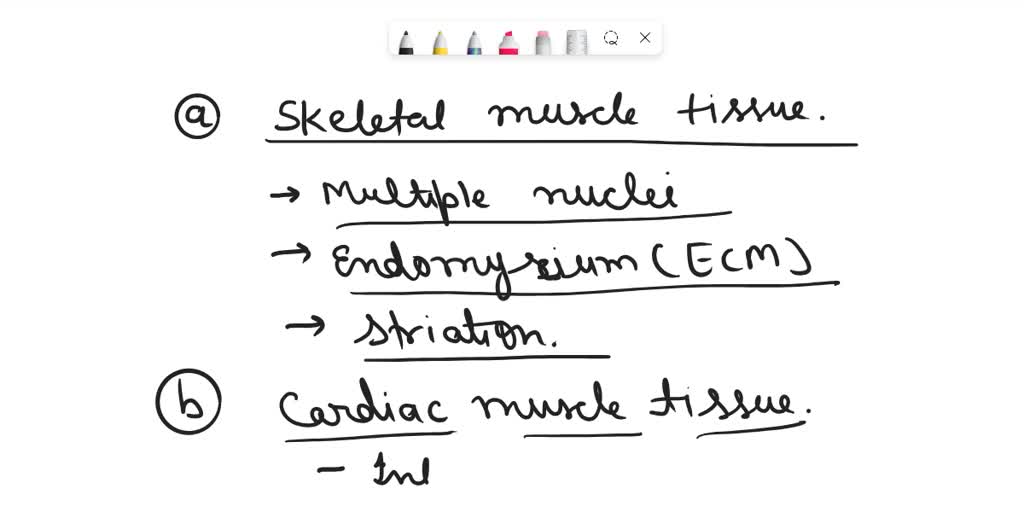 SOLVED: Endomysium (ECM) (skeletal muscle tissue) Endomysium (ECM