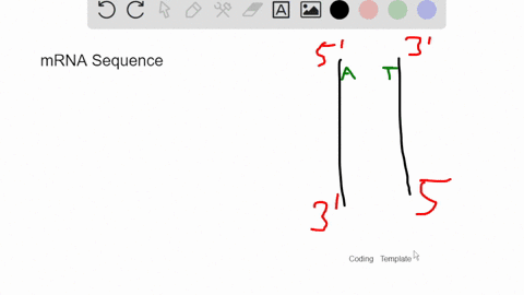 a-gene-begins-with-the-following-coding-sequence-5-atcctccgcaatacg-what-is-the-correct-sequence-of-its-mrna-23244