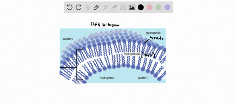 how-are-the-hydrophilic-heads-and-hydrophobic-tails-of-complex-lipids-distributed-in-the-lipid-bilaver-the-hydrophilic-heads-project-to-the-extcrior-of-the-cell-and-thc-hydrophobic-tails-pro-61156