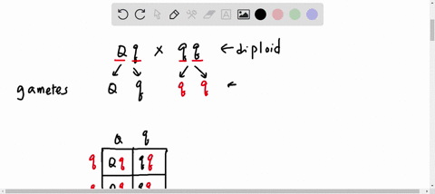 examine-the-punnett-square-below-for-the-cross-between-the-assume-complete-dominance-following-individuals-qqxqq-what-do-the-letters-q-and-9-represent-at-the-top-of-the-punnett-square-the-al-27383