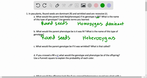 1-in-pea-plants_-round-seeds-are-dominant-and-wrinkled-seed-are-recessive-r-what-would-the-parent-look-likephenotype-if-its-genotype-rr-what-is-the-name-of-this-type-of-genotype-use-genetic-73599