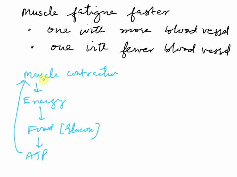 which-type-of-muscle-would-fatigue-faster-one-that-has-many-blood-vessels-or-one-that-has-fewer-blood-vessels-explain-31073