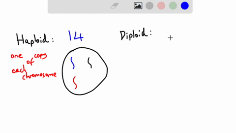 if-the-haploid-number-of-a-species-is-14-how-many-chromatids-will-there-be-in-metaphase-i-in-a-dividing-diploid-cell-a-7-b-14-c-28-d-56-38417