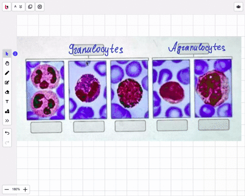 art-labeling-activity-figure-1710-monocyte-neutrophil-basophil-eosinophil-lymphocyte-agranulocytes-granulocytes-submit-request-answer-39164
