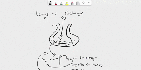 which-of-the-following-is-incorrect-concerning-the-02-co2-movement-and-processing-through-the-lungs-and-tissues-select-onez-binding-of-02-to-hb-changes-its-configuration-so-that-co2-and-h-io-63415