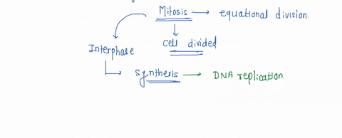 10-mitosis-results-in-two-daughter-cells-when-comparing-the-genetic-information-of-the-parent-cell-with-that-of-the-two-daughter-cells-all-three-are-identical-the-two-daughter-cells-are-iden-48198
