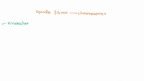 spindle-fibers-attach-to-chromosome-via-unique-structures-during-mitosis-what-are-these-unique-structures-called-54378