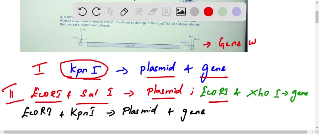 SOLVED: Practice Problems For Recombinant DNA, Session 2: Basic ...