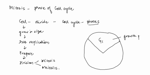 during-what-phase-in-the-cell-cycle-does-mitosis-happen-62135