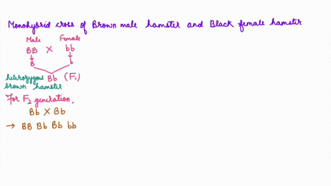 in-a-monohybrid-cross-of-a-brown-male-hamster-from-a-very-long-line-of-brown-only-hamsters-and-black-female-hamster-from-a-very-long-line-of-black-only-hamsters-all-the-offspring-produced-ar-91944