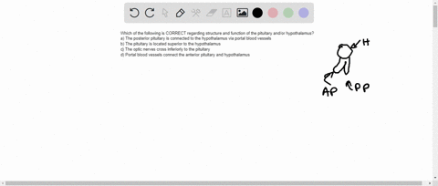 which-of-the-following-is-correct-regarding-structure-and-function-of-the-pituitary-andor-hypothalamus-the-posterior-pituitary-is-connected-to-the-hypothalamus-via-portal-blood-vessels-b-the-70548