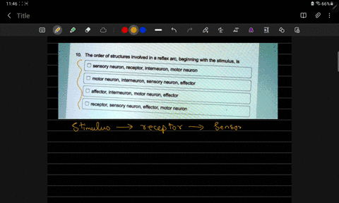 the-order-of-structures-involved-in-a-reflex-arc-beginning-with-the-stimulus-sensory-neuron-receptor-intemneuron-motor-neuron-motor-neuron-interneuron-sensory-neuron-effector-affector-intern-63811