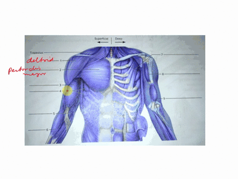 part-b-assessments-identify-the-muscles-indlcated-the-chest-shoulder-arm-and-forearm-fiqures-2310-and-2311-figure-2310-lobel-the-anterior-muscles-of-the-chest-shoulder-and-uppe-apiri-puperti-73475