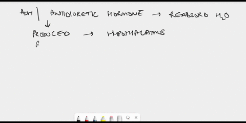 when-adh-is-produced-the-water-permeability-of-the-collecting-duct-and-urine-solute-concentration-fill-in-the-blanks-group-of-answer-choices-decreases-decreases-increases-decreases-decreases-69634