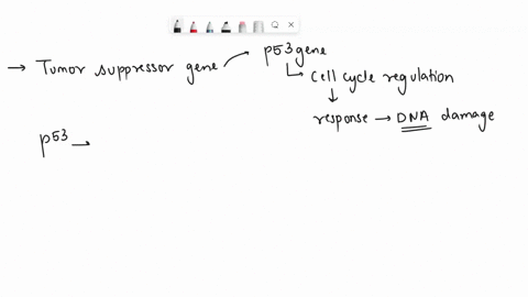 1st-attempt-in-response-to-dna-damage-the-cycle-progression-chooseone-p21-p27-p53-rb-protein-is-phosphorylated-and-activates-the-transcription-of-a-cdk-inhibitor-to-halt-cell-85373