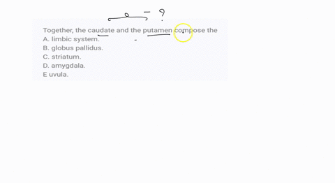 together-the-caudate-and-the-putamen-compose-the-a-limbic-system-b-globus-pallidus-c-striatum-d-amygdala-e-uvula-20524