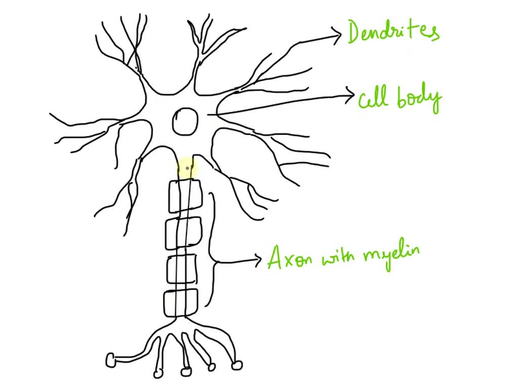 Basic Structure and Function of the Nervous System | Anatomy and Physiology  I